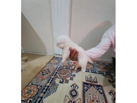 Maltese yavrular