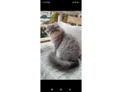 Yetişkin chinchilla