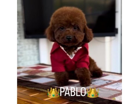 Toy poodle 2 erkek dark brown