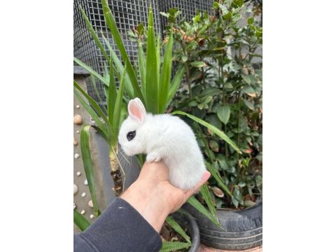 Safkan cüce tavşan yavrularımız gönderim var
