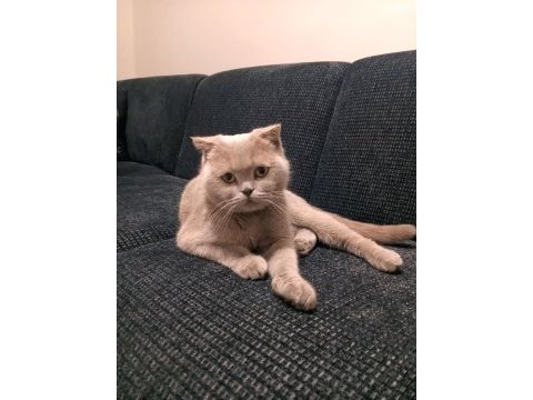 Scottish fold dişi