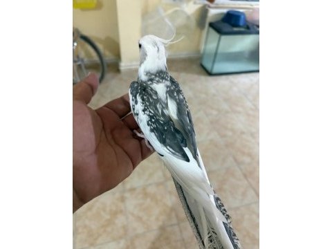 Full evcil evlere maskot wf erkek sultan papağanı