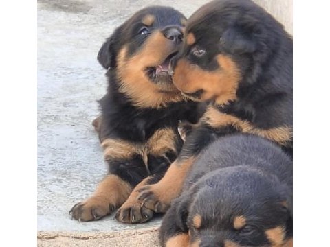 Profesyonel koruma köpekleri
