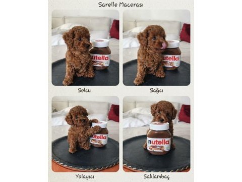 Orijinal toy poodle