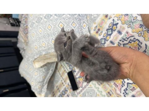 Scottish fold yavrular sahibini bekliyor