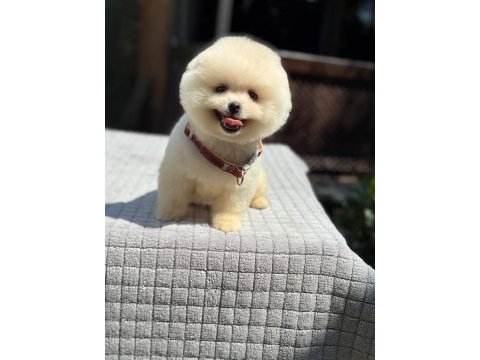 Ayıcık surat pomeranian boo köpekler