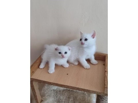 Alanya scottish fold ve straight beyaz gri erkek yavrular