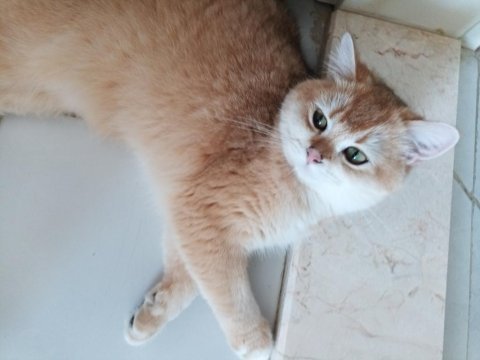 Tamamen ücretsiz british shorthair golden