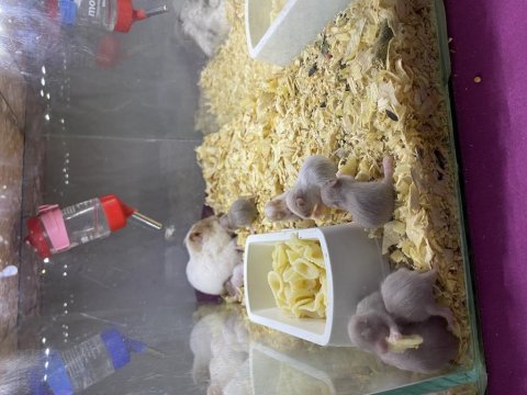 Kafes hamster mama ve talaş