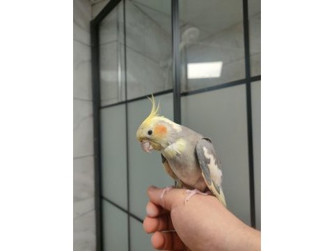 Erkek sultan papağanı 1 yaşında