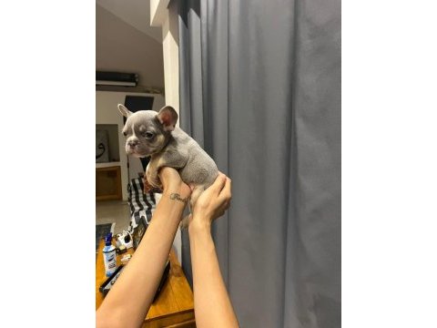 Lilac tan french bulldog