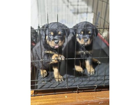 Koca kafa rottweiler