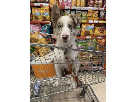 Blue merle border collie toby’e yeni yuvasını arıyorum