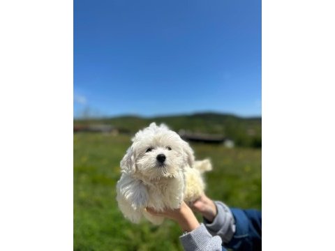 Show kalitede maltese terrier yavrularımız