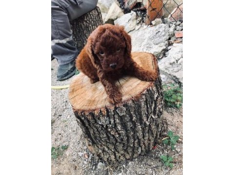 Korean 3,5 aylık erkek yavru poodle