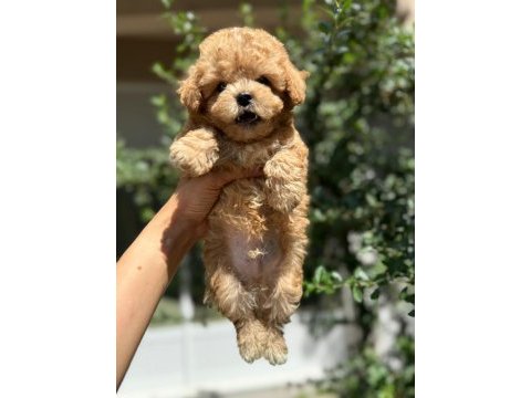 Aranılan güzellikte maltıpoo yavrum