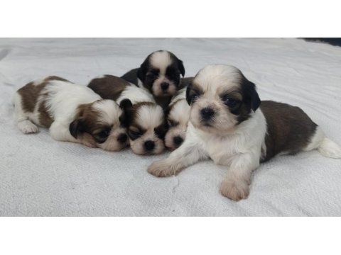 Sevimli shih tzu yavruları sahiplerini bekliyor