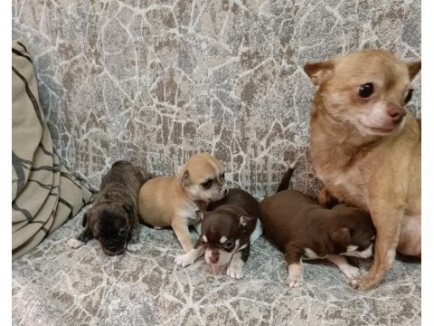Teacup elma kafa chihuahua (şivava) bebekler
