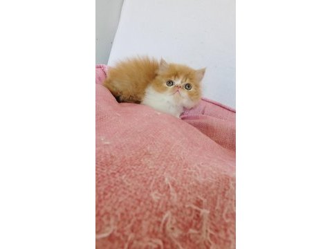 Turuncu egzotic tatlı kuzucuk exotic shorthair