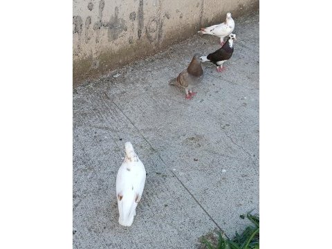 Acil satılık güvercin