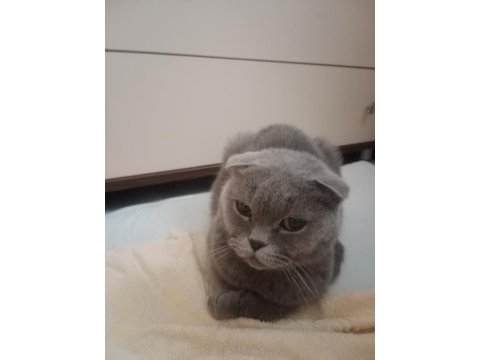 Hamile scottish fold kedim