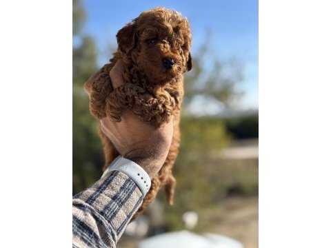Teacup boy red brown poodle köpekler