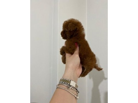 Teacup toy poodle