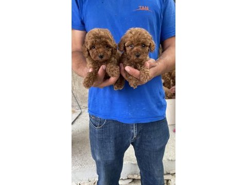 A kalite koyu renk toy poodle yavrular