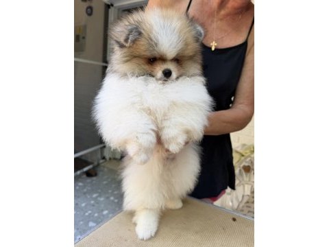 Muhteşem ayıcık tipinde pomeranian erkek yavrumuz