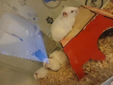 Hamster ankara