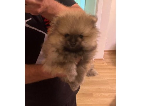 2 aylık ayı surat pomeranian yavrularımız