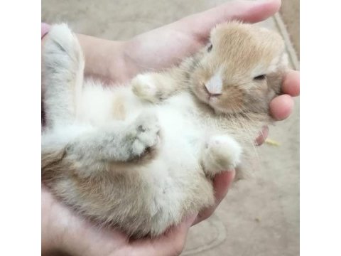 Minik cüce tavşan