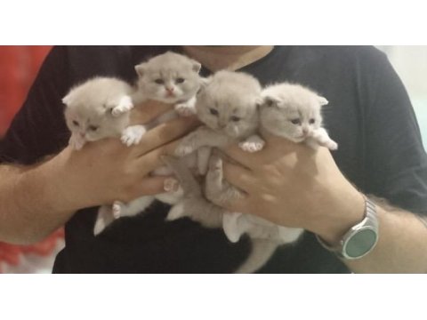 Safkan british shorthair lilac bi color