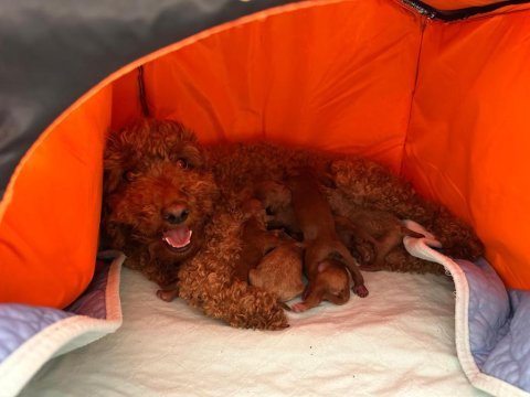 Dişi ve erkek poodle yavruları yeni yuvalarını arıyor