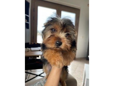 Safkan kız bebek yorkshire terrier