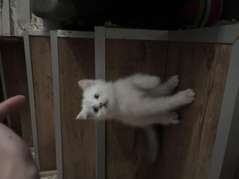 Erkek british shorthair açıklamayı okuyunuz