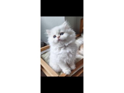 British longhair by12 dişi
