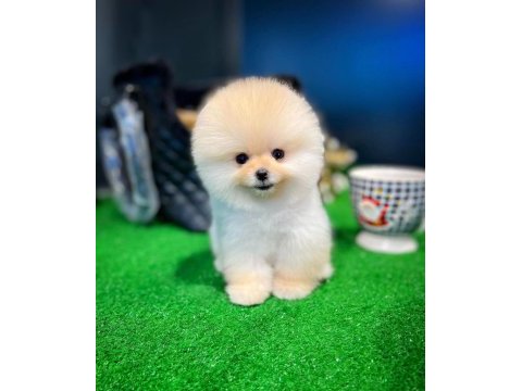 Ruhsatlı yetiştiriciden özel pomeranian yavrular