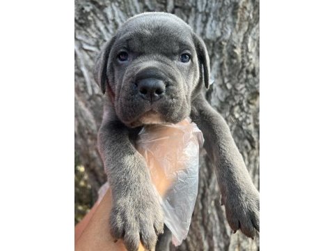 Heybetli üst kalite cane corso yavrular