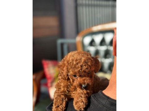 Toy poodle yavrularımız