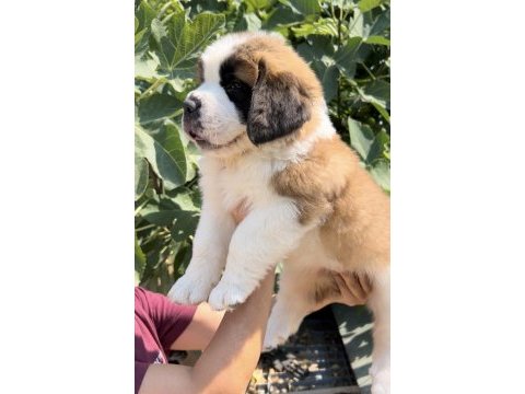 Muhteşem görsele sahip st bernard yavrular
