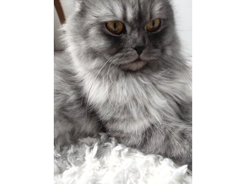 Güzel asil yetişkin kedim