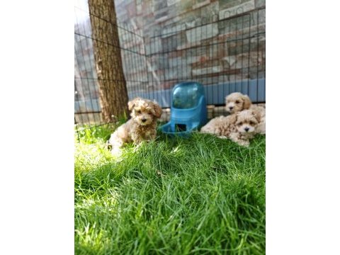 Orijinal maltipoo yavrular