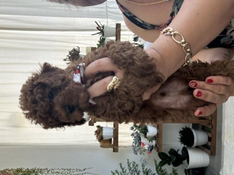 Erkek bebek toy poodle