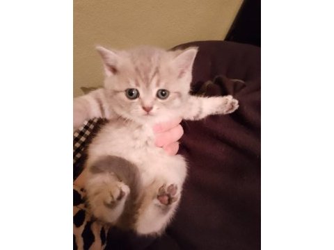 Sevimli british shorthair yavrumuz teslime hazır