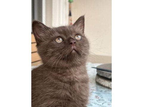 Cinnamon british shorthair