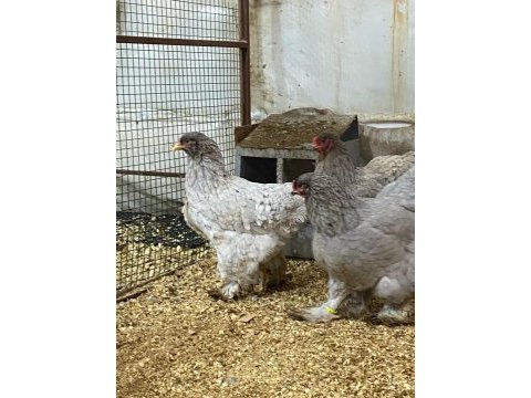 Black blue brahma kuluçkalık yumurta & civciv