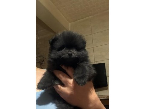 Yılbaşı şekerleri pomeranian kızlar (uygun)
