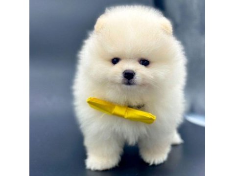 Safkan pomeranian boo bebekler