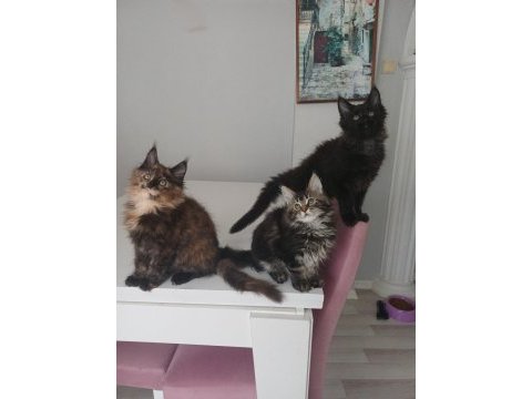 Xxl boy maine coon yavrular